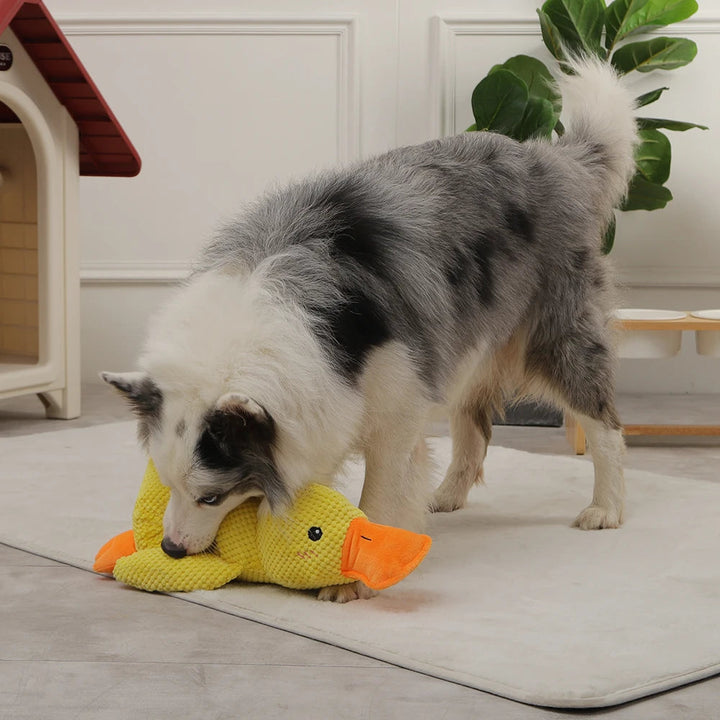 Quacky™ | Ente Hundespielzeug