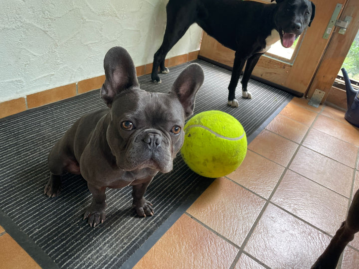 BouncingDog™ - Monster Tennis Ball